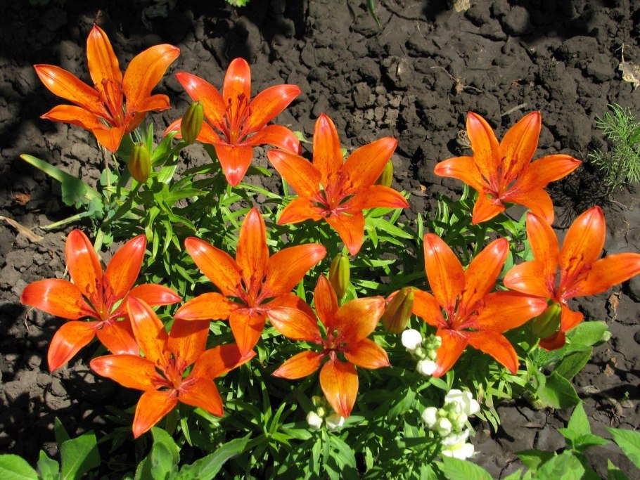 Лилия Садовая оранжевая