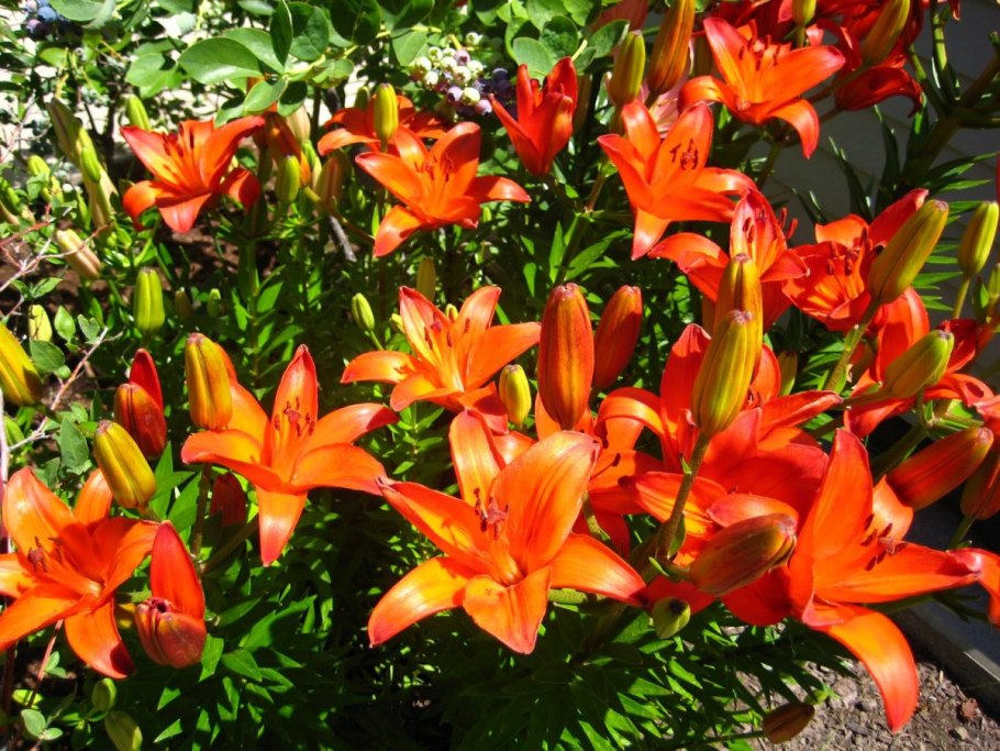 Лилия Регале альбум трубчатая