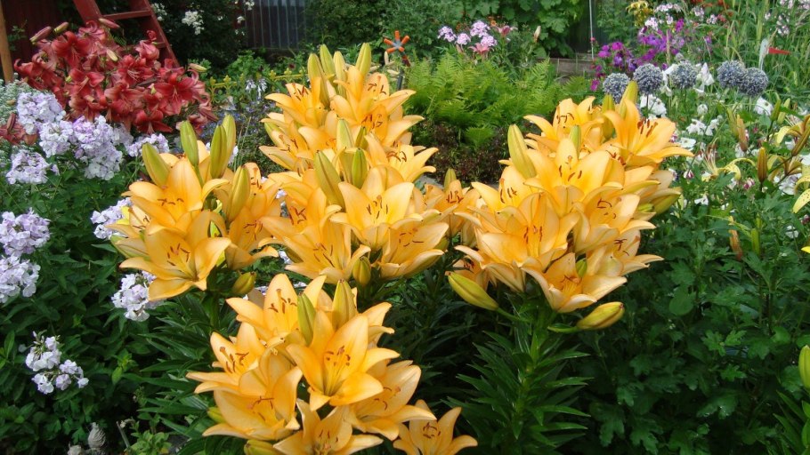 Лилия тренди Никосия