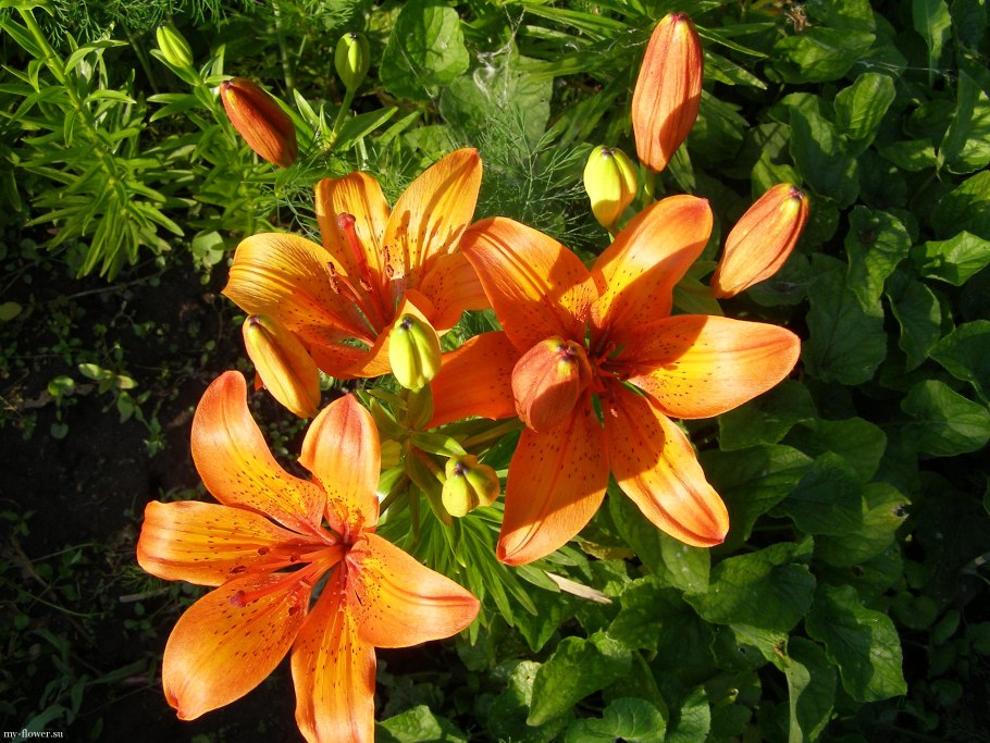 Лилия Садовая луковицы