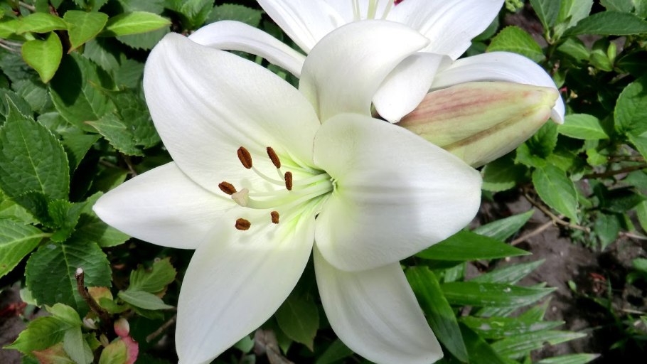 Лилии Пасиано