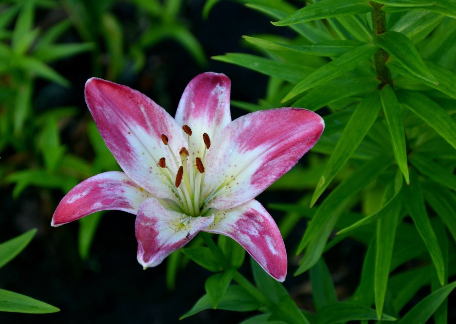 Лилия Марлен тигровая