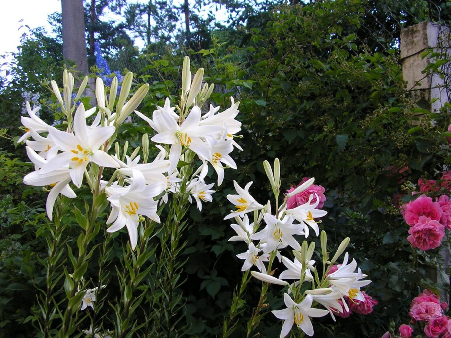 Лилия Королевская белая