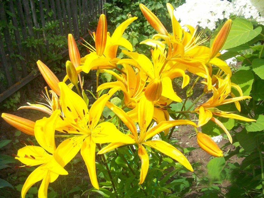 Многолетние цветы лилии