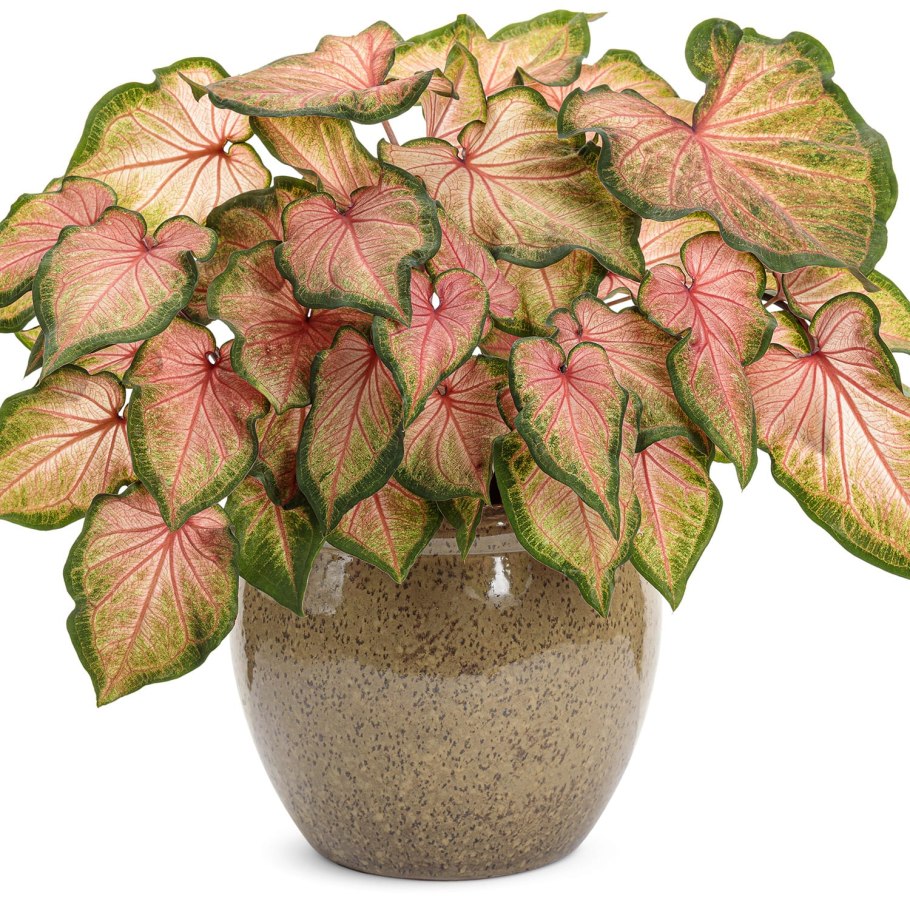 Caladium Selma/каладиум