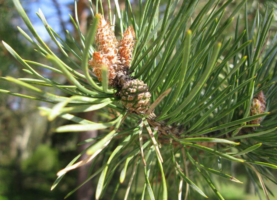 Пыльца Pinus Sylvestris