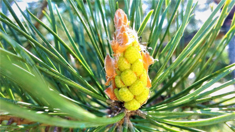 Ель обыкновенная микростробилы