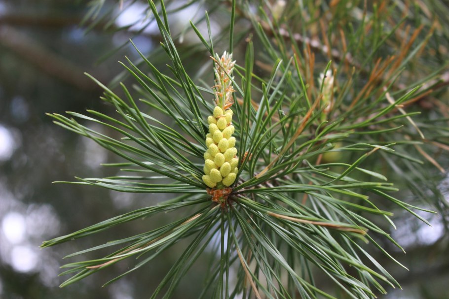 Якутская Цветущая сосна