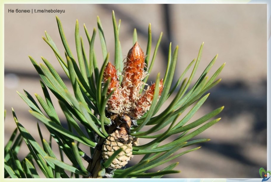 Сосна обыкновенная (Pinus Sylvestris). Шишки