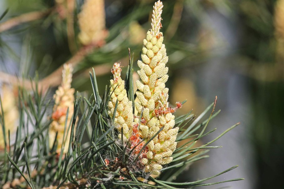 Сосновые шишки с пыльцой