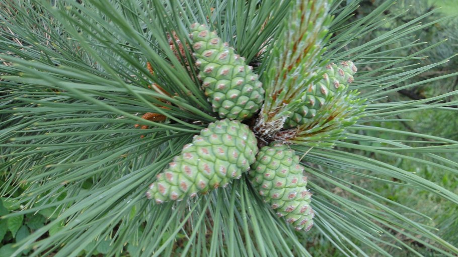 Строение побега хвойного растения