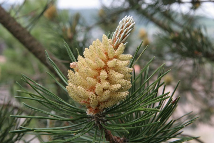 Пыльца сосны обыкновенной