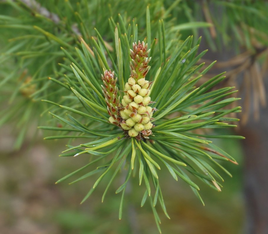Голосеменные сосна обыкновенная