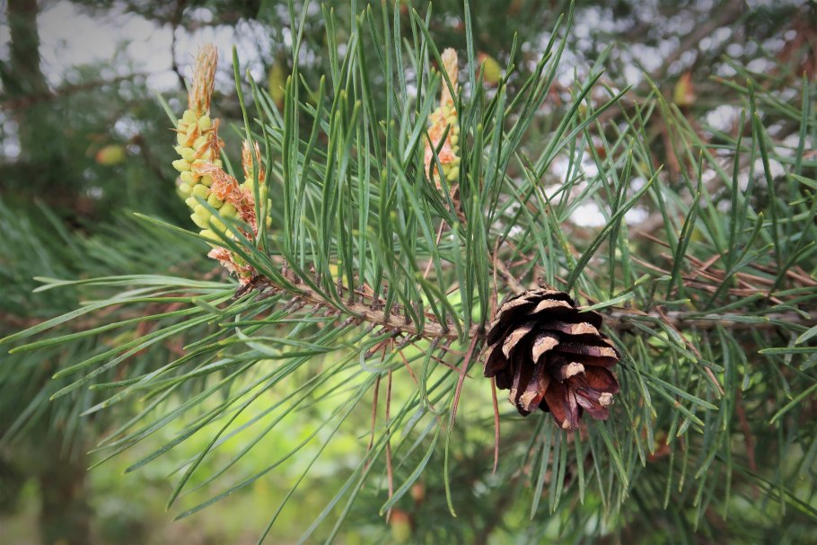 Ель обыкновенная хвоинки