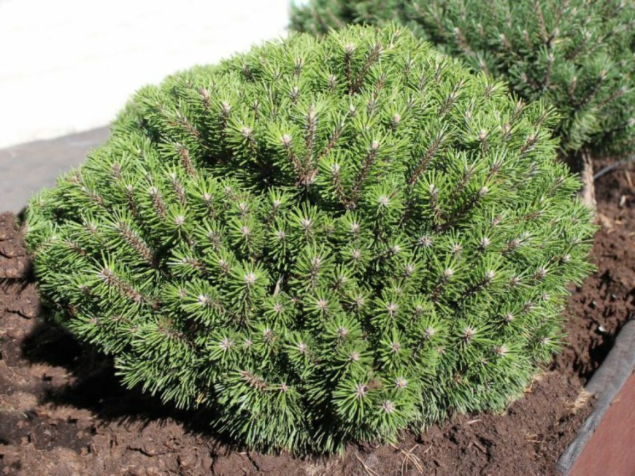 Сосна Горная Пумилио