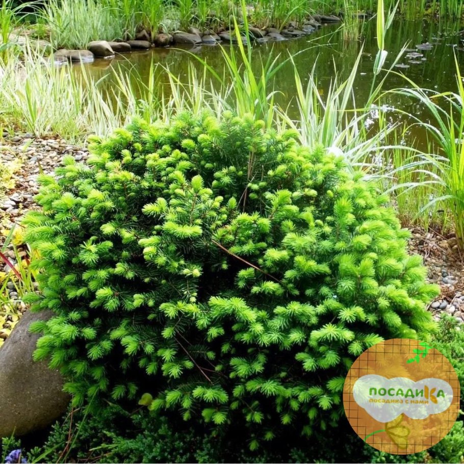 Ель Оморика Карел