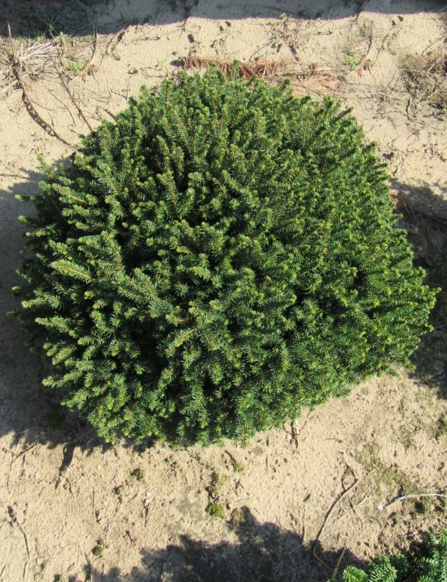 Ель Сербская Карел