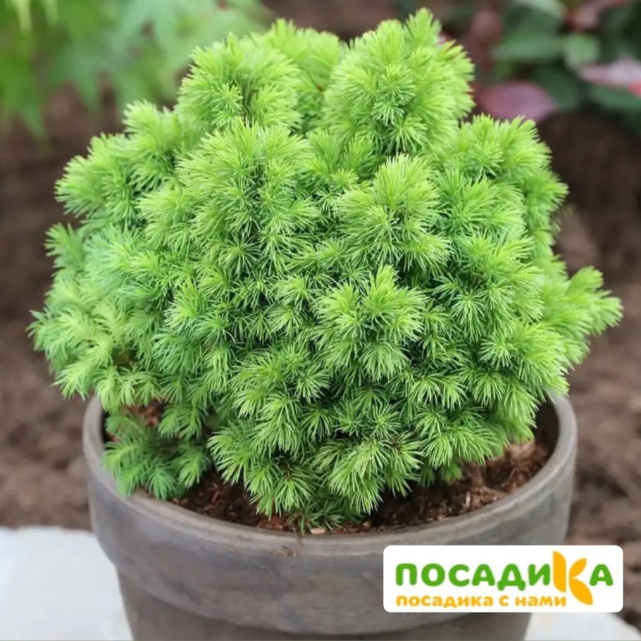 Ель канадская Альберта Глоб