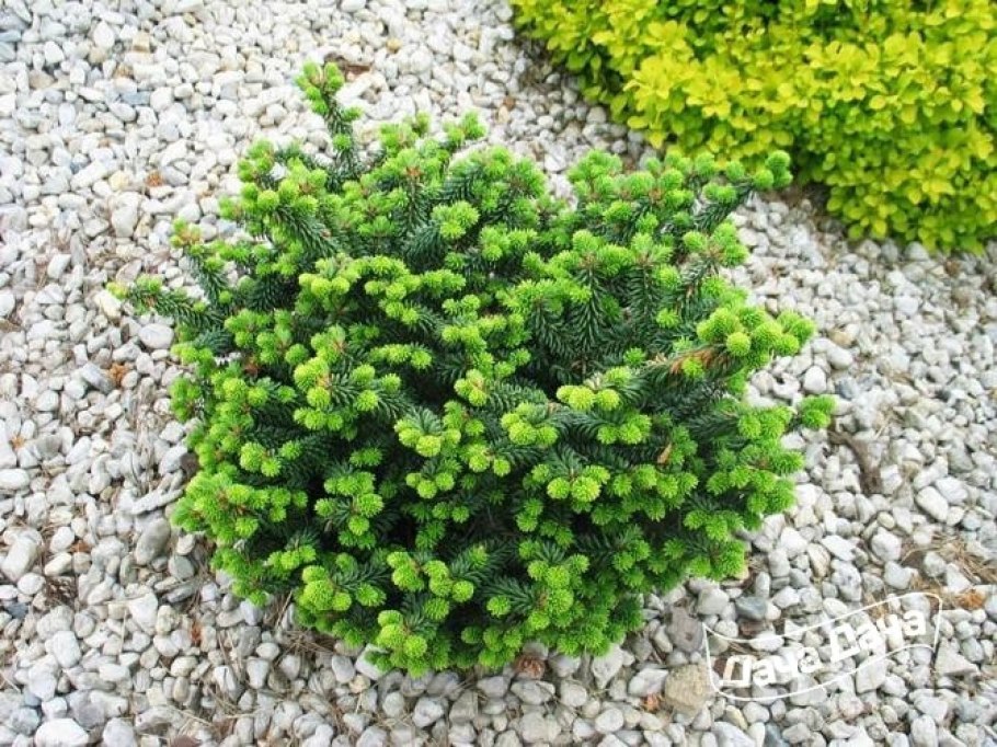 Глаука Глобоза