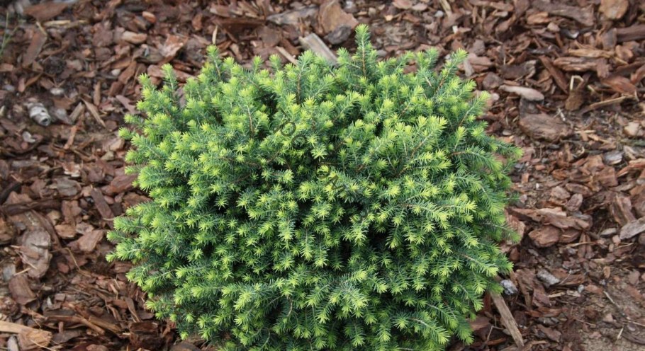 Ель колючая (Picea pungens glauca globosa)