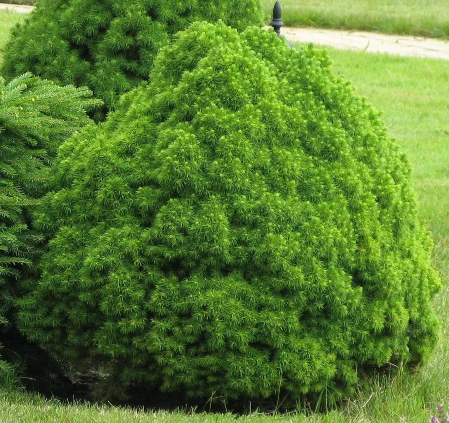 Туя Западная Хозери