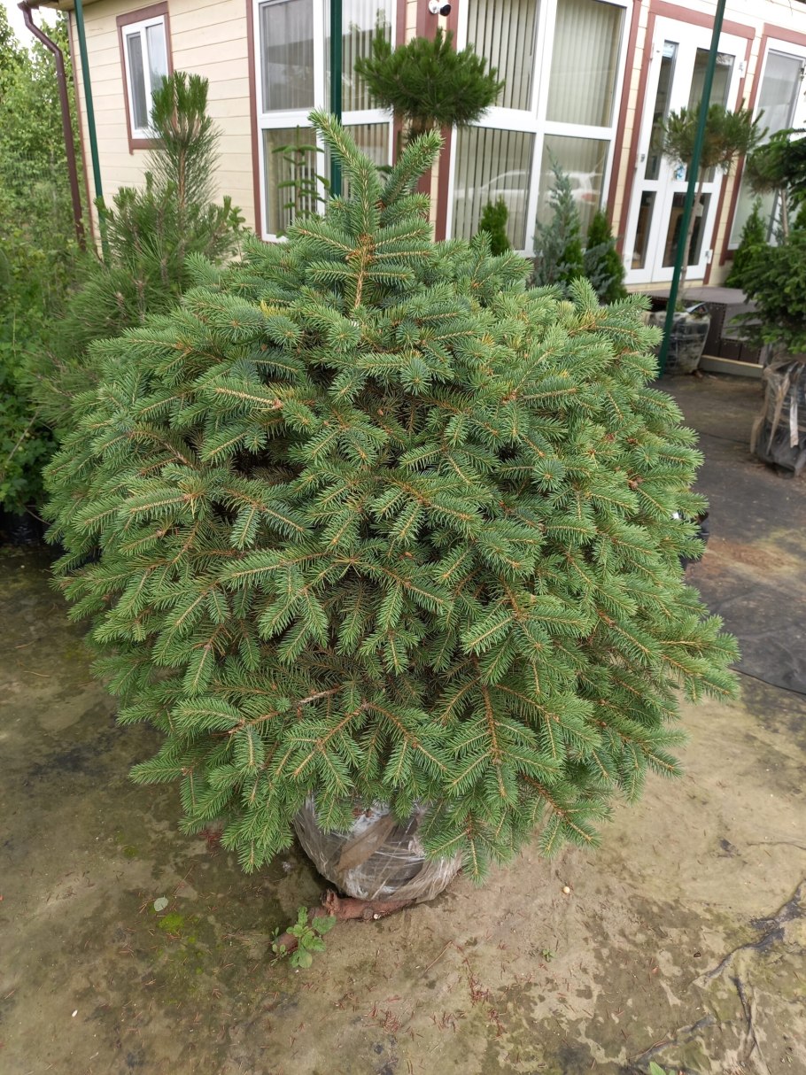 Ель Нидиформис Калоус