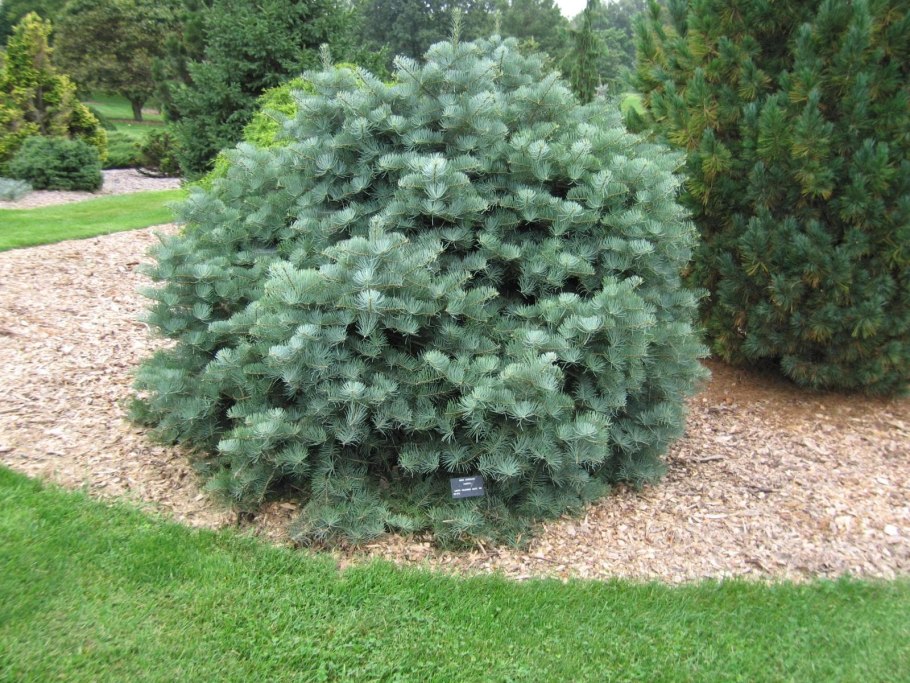 Пихта конколор компакта