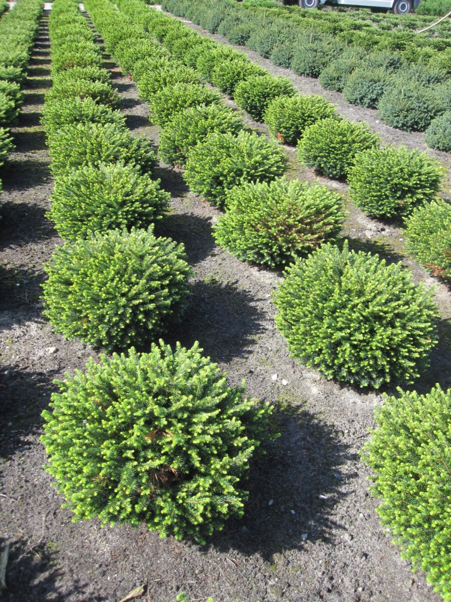 Ель Оморика Карел