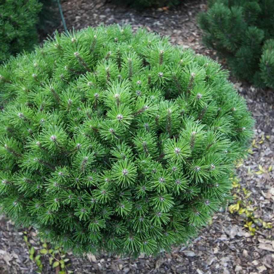 Ель обыкновенная Томпа