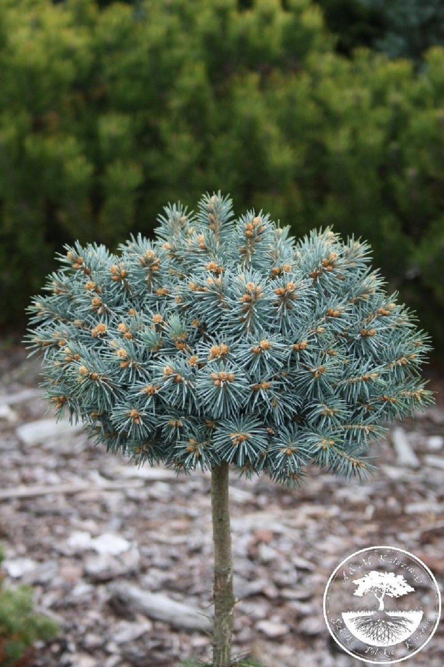 Ель колючая Блю Болл