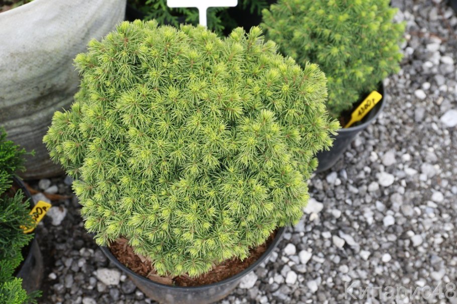 Ель канадская Альберта Глоб