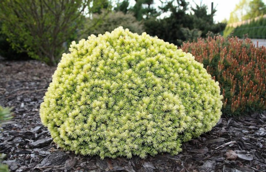 Ель канадская Дендрофарма Голд