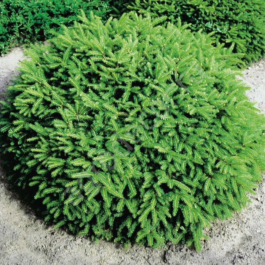 Ель обыкновенная Нидиформис