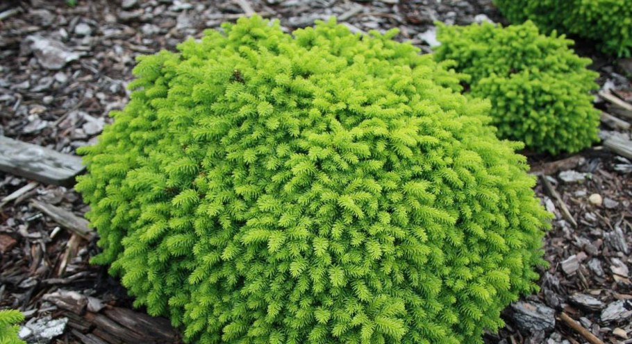 Ель обыкновенная little Gem