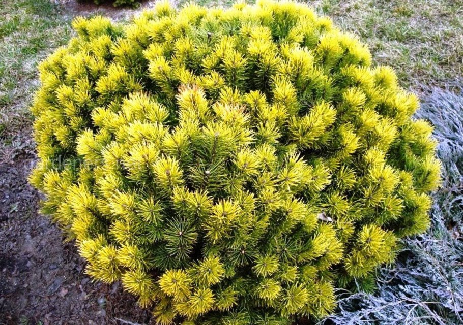 Сосна Горная Varella Варелла