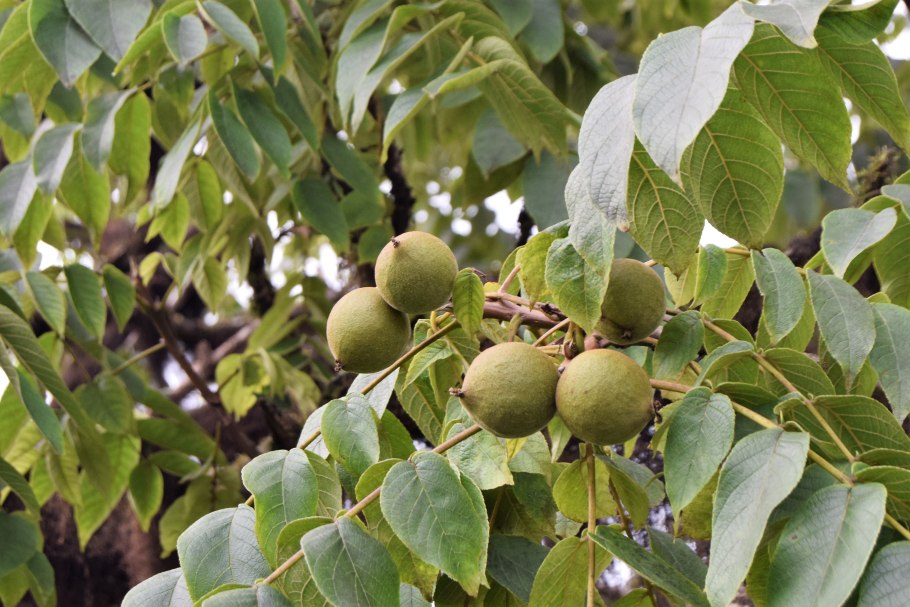 Манцинелла плоды