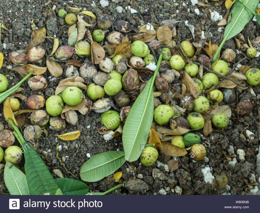 Дерево смерти манцинелла