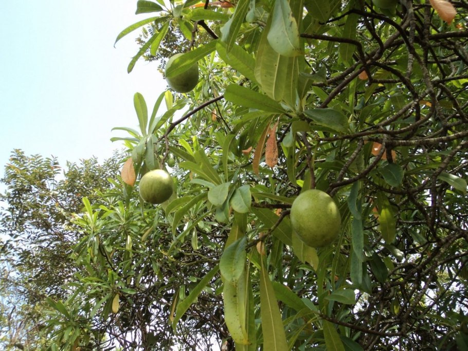 Манцинелла ядовитое дерево