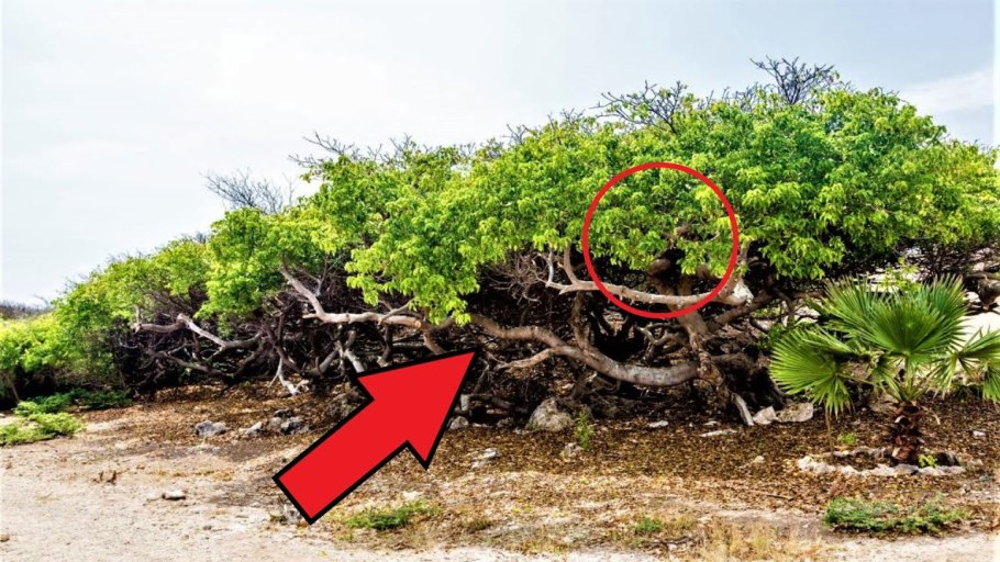 Манцинелла цветы