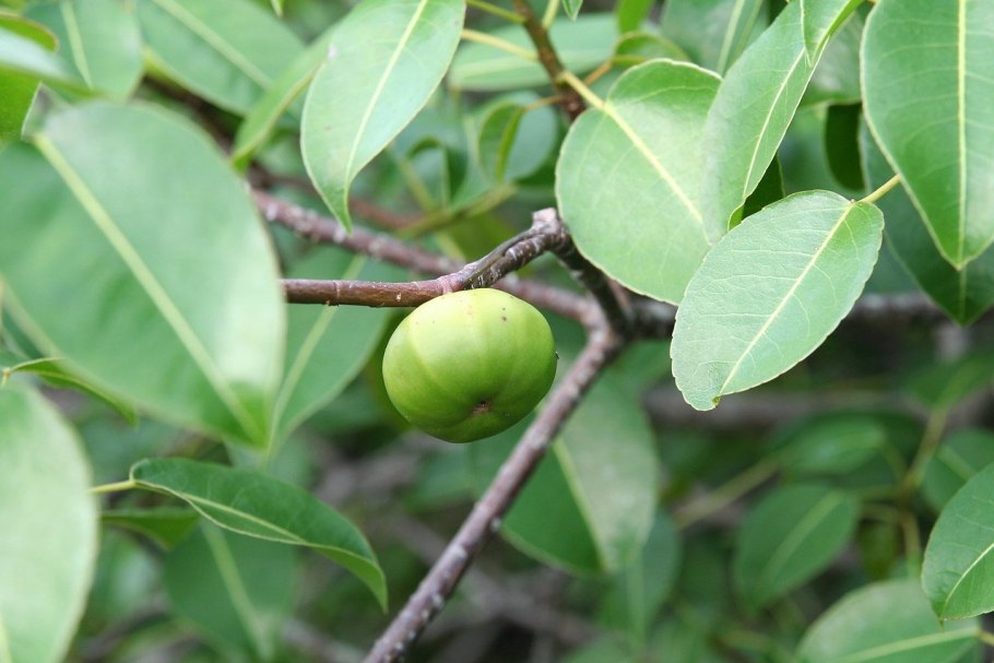 Дерево смерти манцинелла