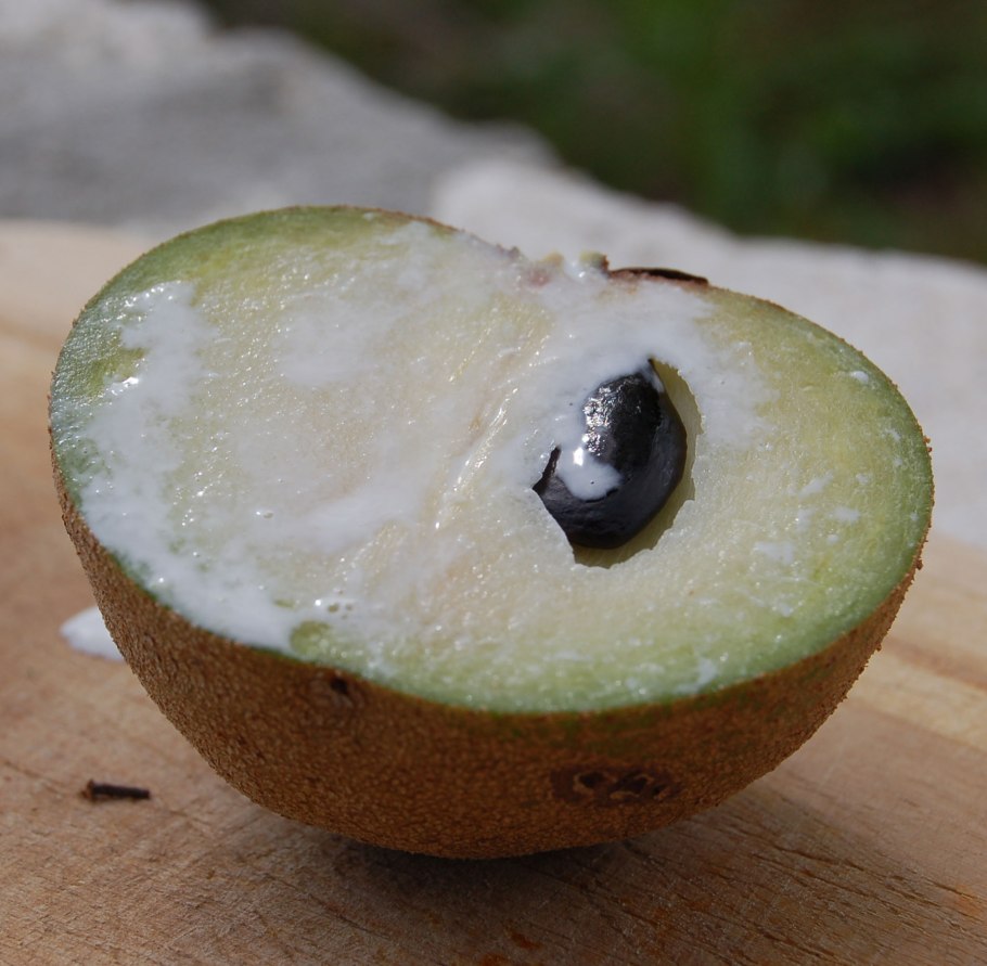 Калебасовое дерево