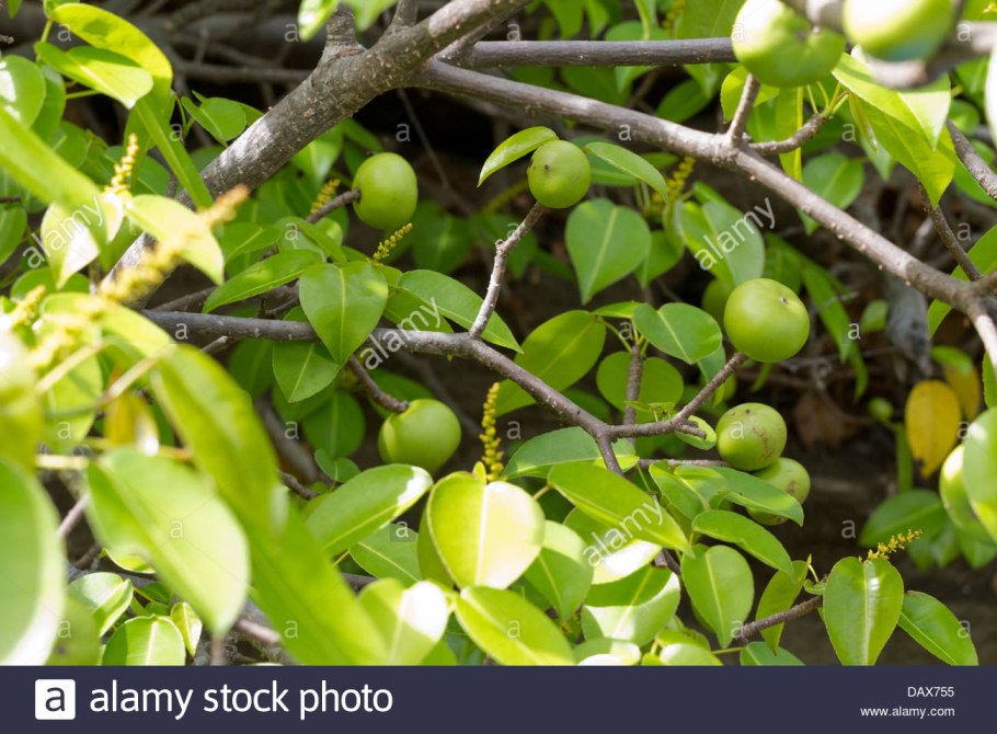 Манцинелла плоды