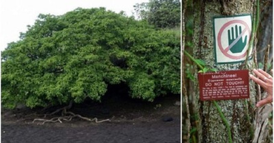 Манцинелловое яблоко