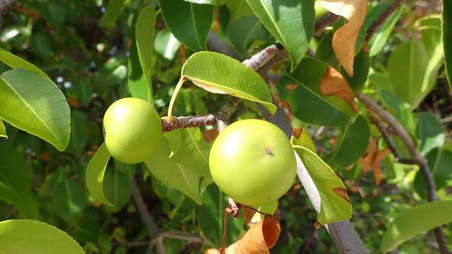 Манцинелловое дерево