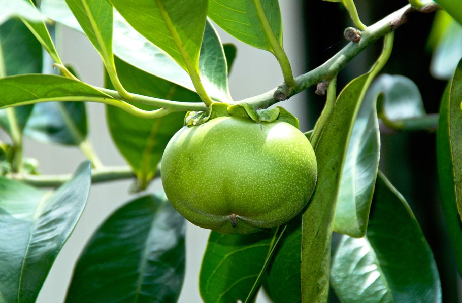 Манцинелла ядовитое дерево