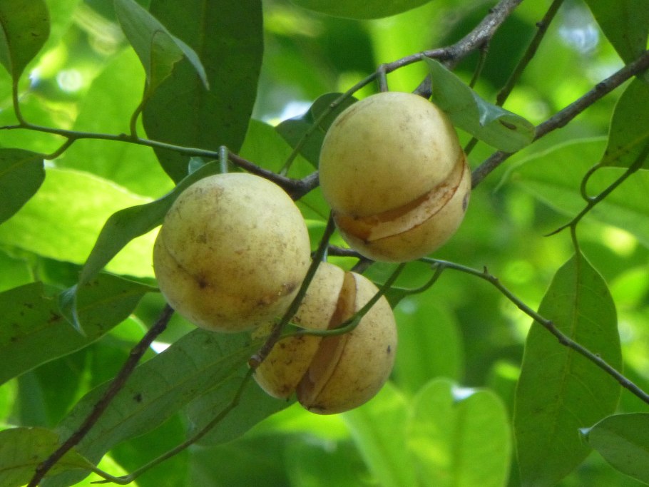 Манцинелловое дерево цветение