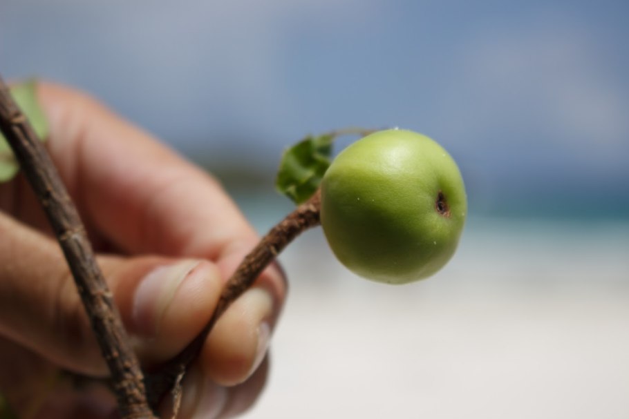 Манцинелла ядовитое дерево