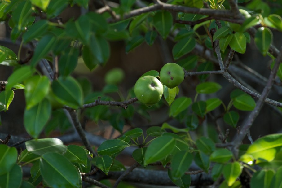 Манцинелла ядовитое дерево