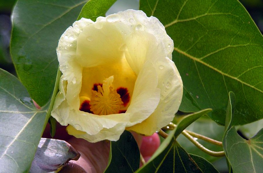 Цербера Одолламская