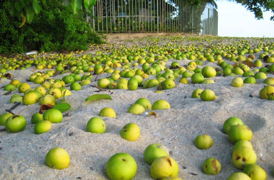 Манцинелла дерево